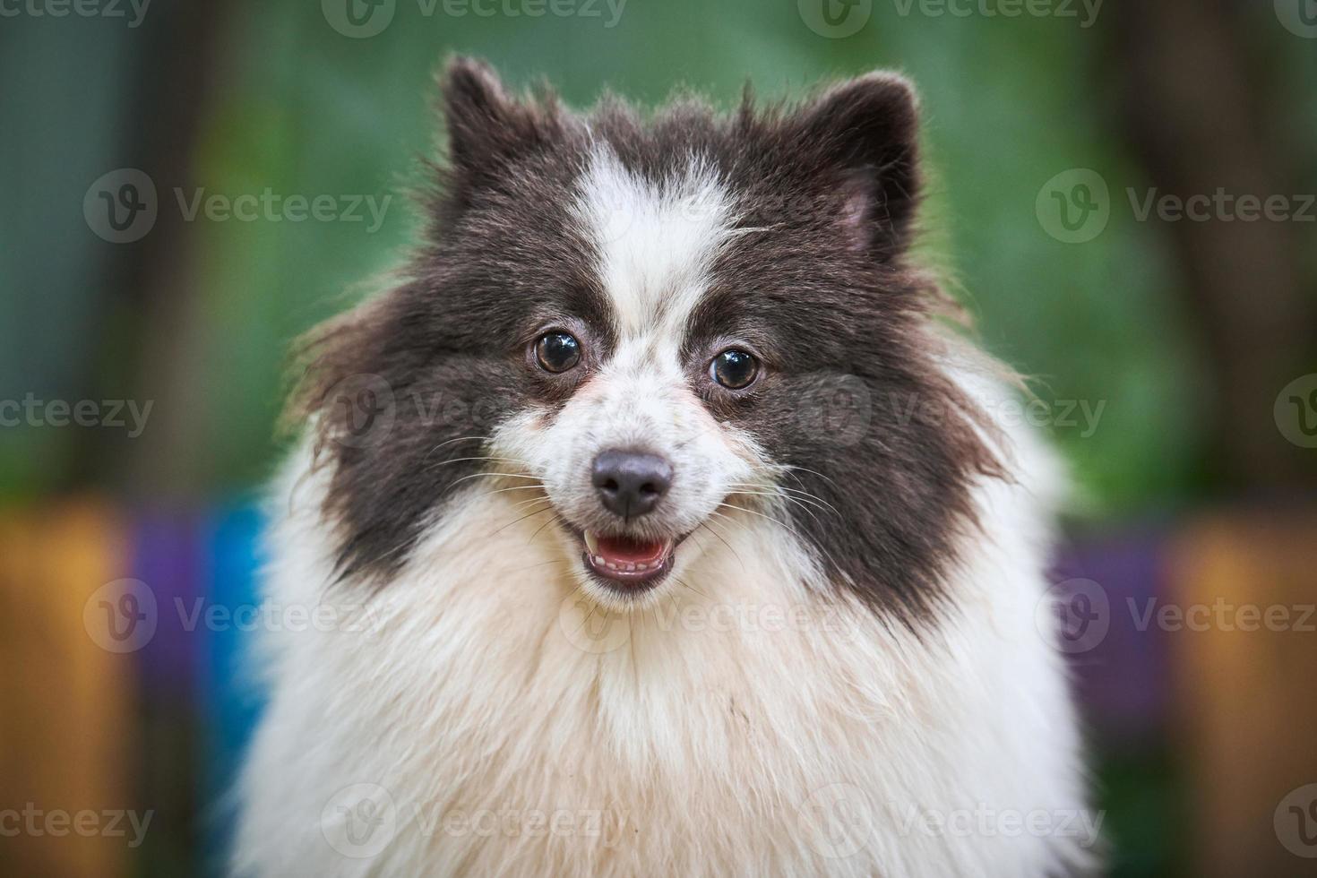 perro pomeranian spitz en el jardín, retrato de cara de cerca foto