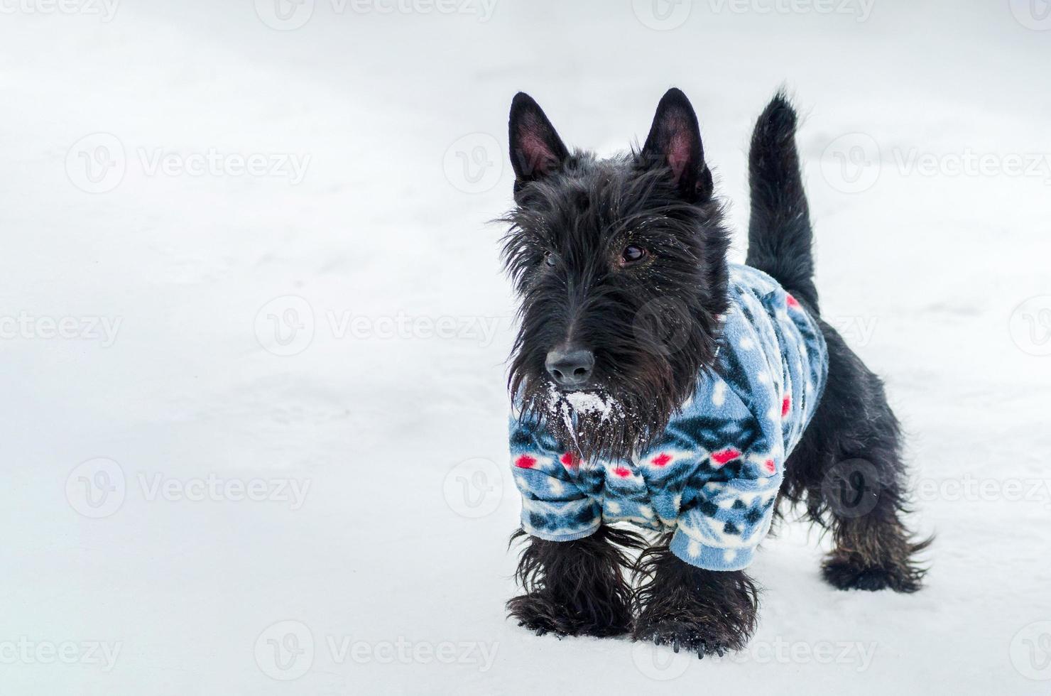 yorkshire terrier perrito, espacio de copia nevado. perrito pequeño y lindo en traje. cuidado del dueño de la mascota foto