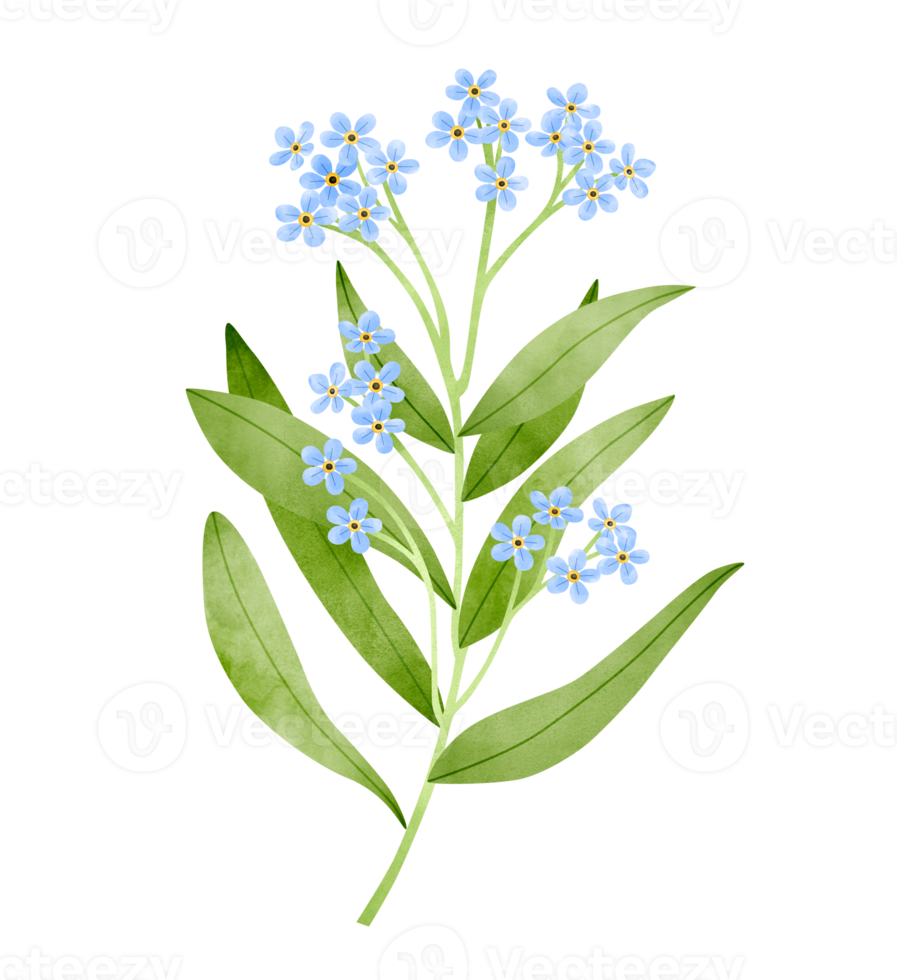 me not flowers. Watercolor painting. 18873080 PNG