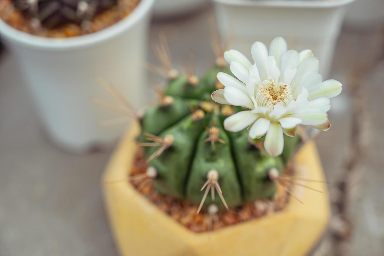 cierra hermosos cactus en la maceta pequeña. foto