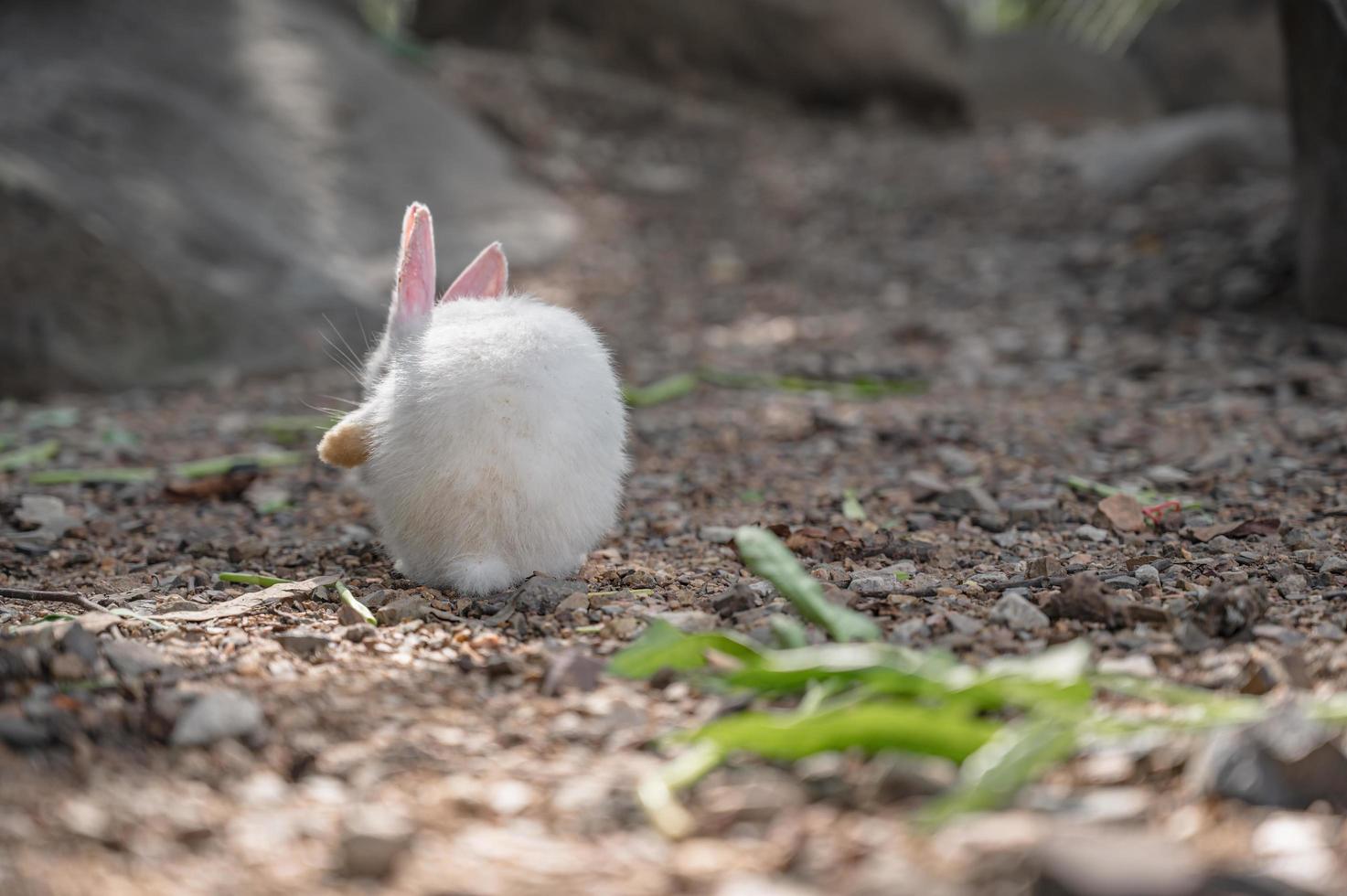 Close up cutie rabbit in Wat pra putthabat phu kwai ngoen at chiang khan district loei thailand.Chiang Khan rabbit temple or Wat Pra Putthabat Phu Kwai Ngoen photo