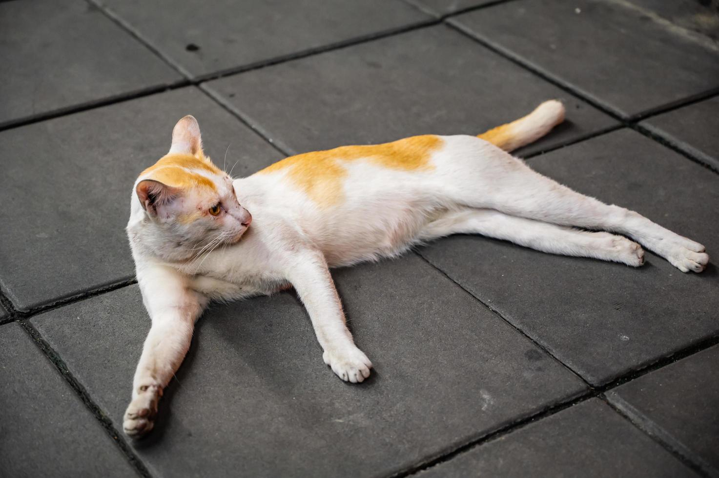 Portrait white Cutie cat on the dirty street at thailand photo