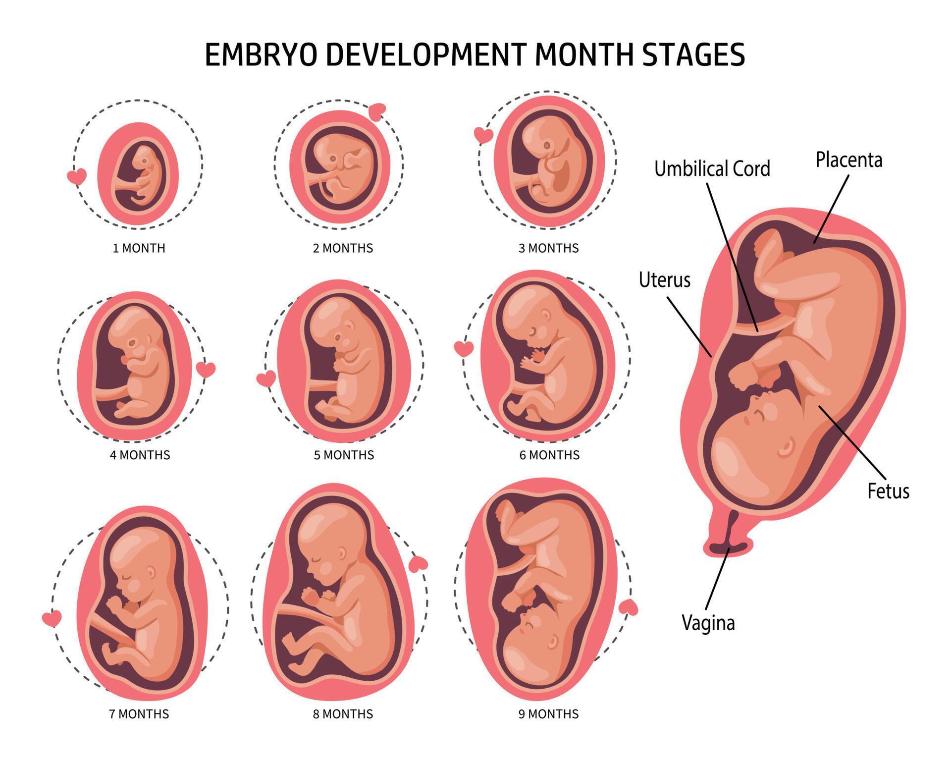 Embryo in the womb, set. Development and growth of the fetus at