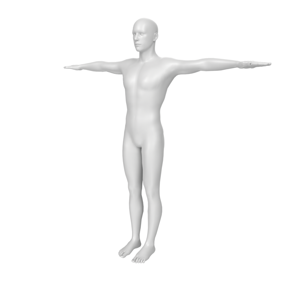 anatomía del cuerpo aislado en el fondo png