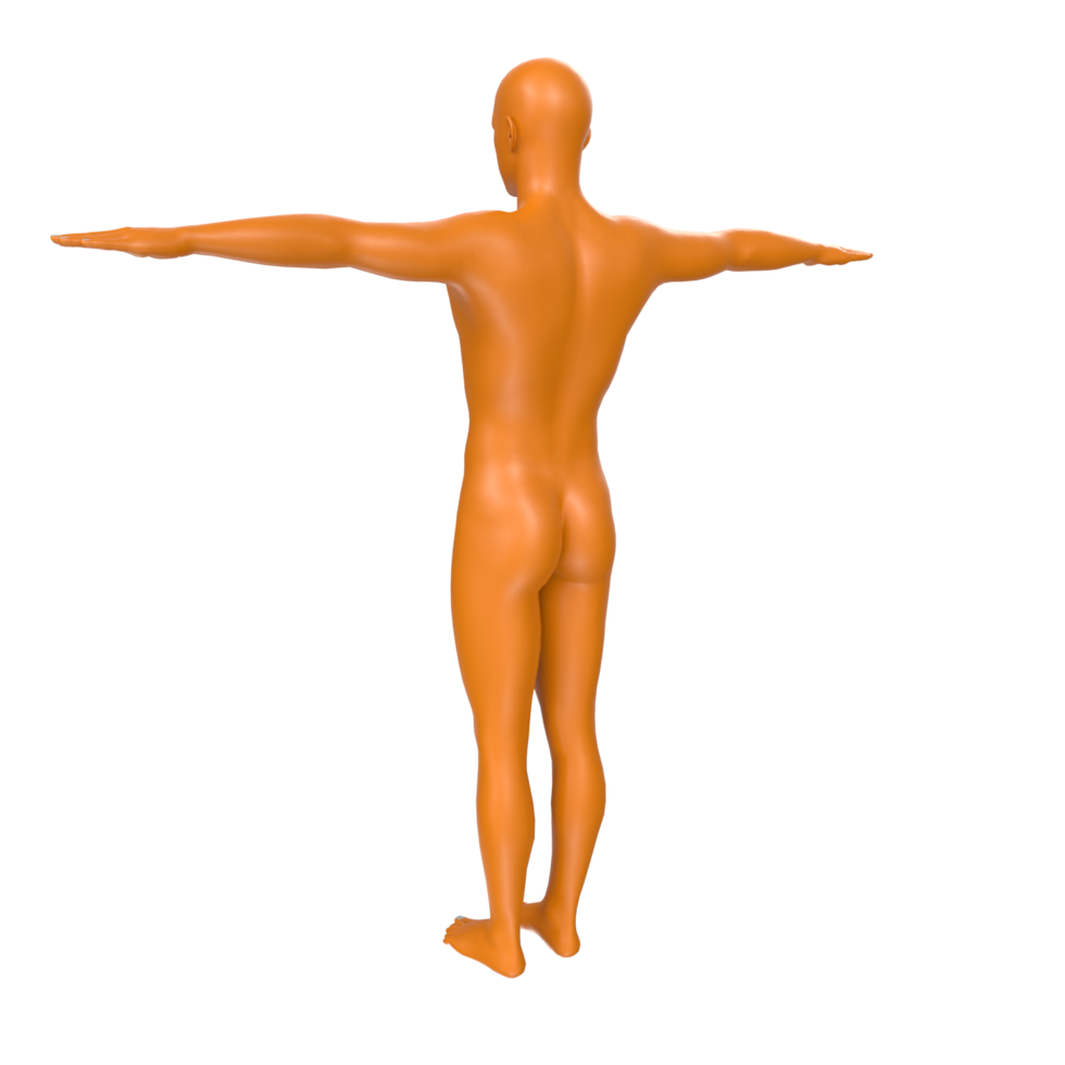 body anatomy isolated on background png