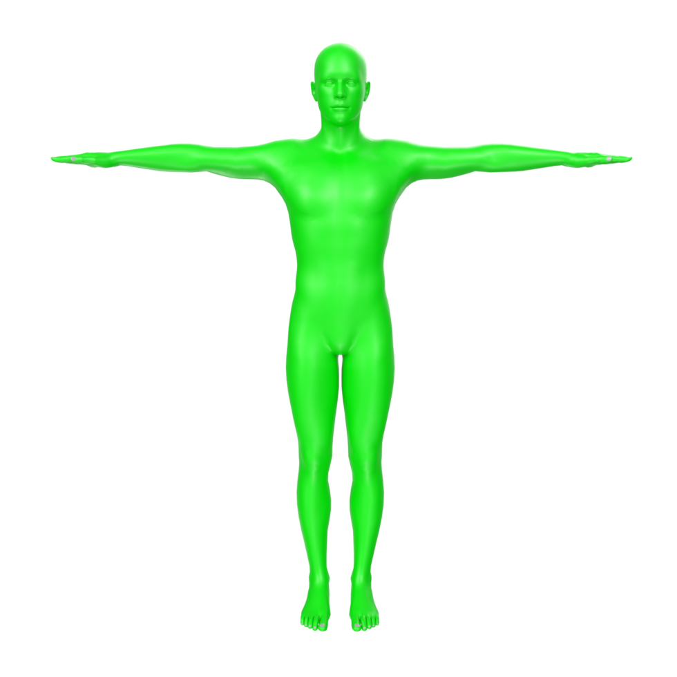 anatomía del cuerpo aislado en el fondo png