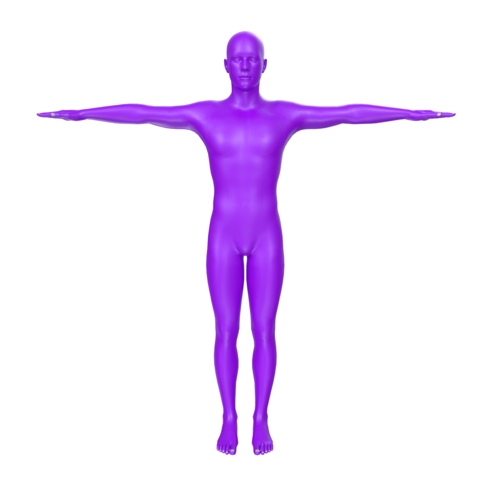 anatomía del cuerpo aislado en el fondo png