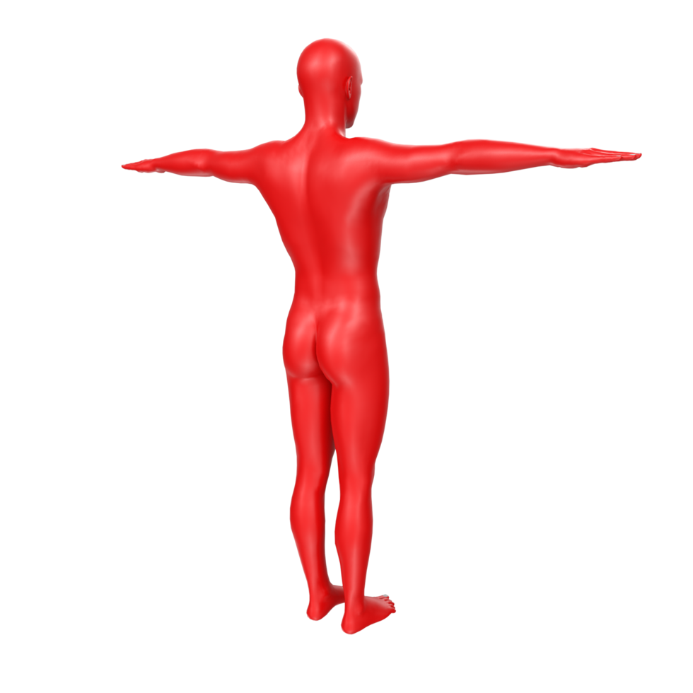 body anatomy isolated on background png