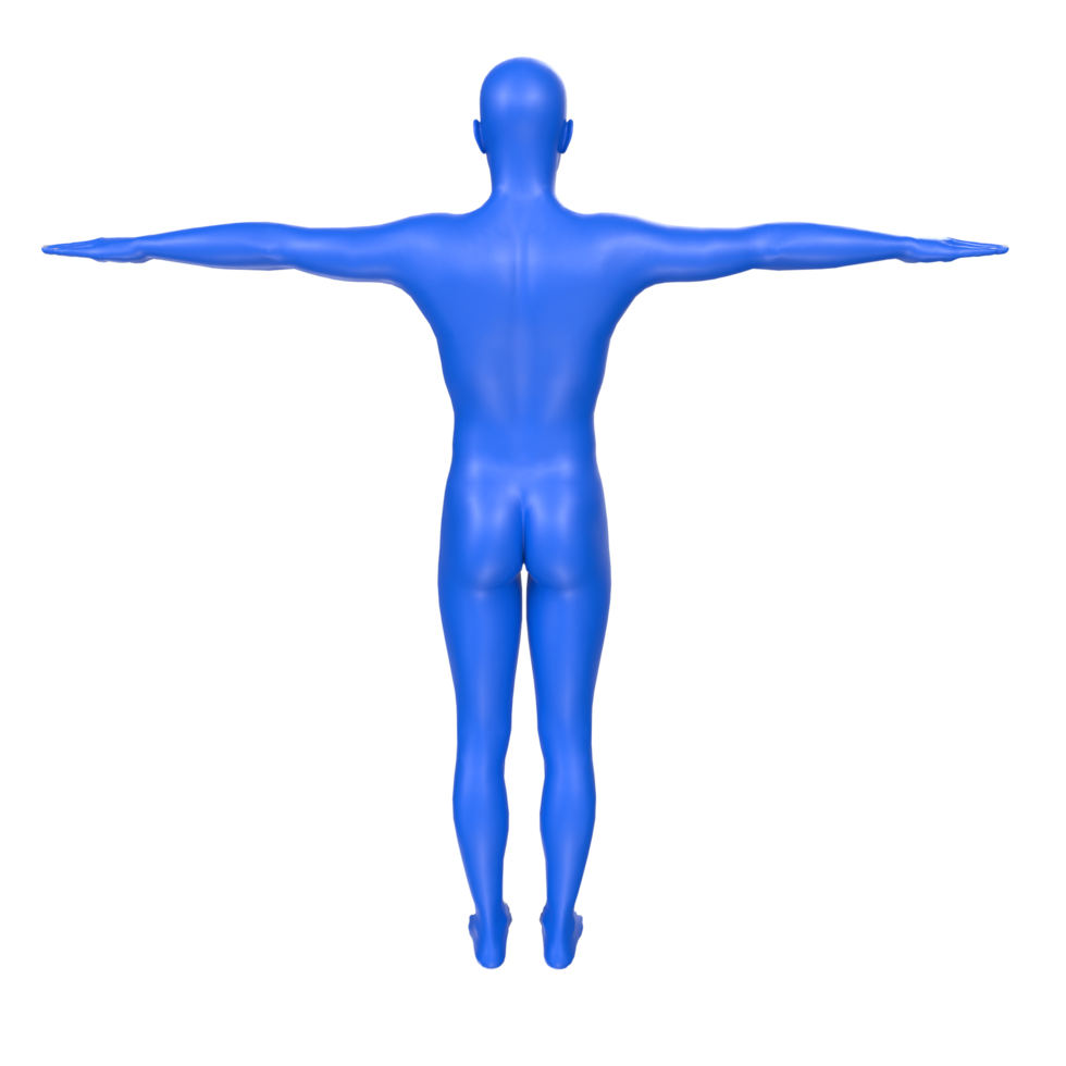 lichaam anatomie geïsoleerd Aan achtergrond png