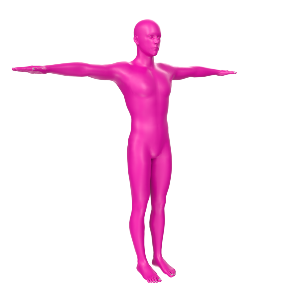 anatomía del cuerpo aislado en el fondo png