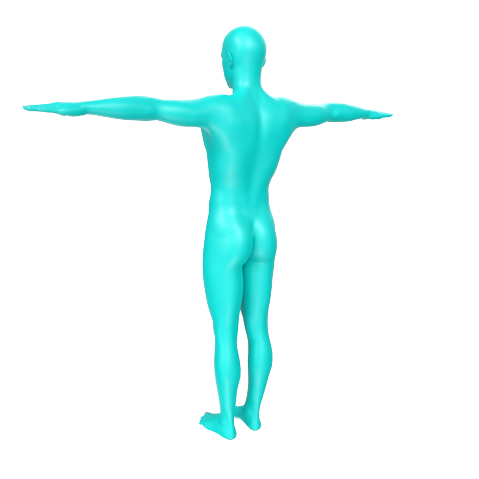 anatomía del cuerpo aislado en el fondo png