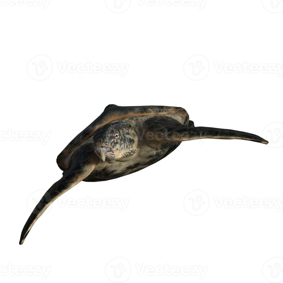 Archelon isolated dinosaur 3d render png
