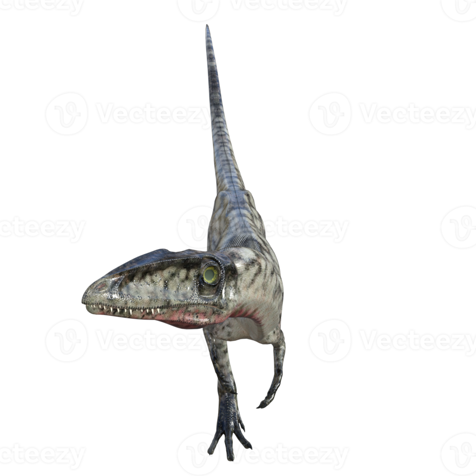 Coelophysis dinosaur isolated 3d render png