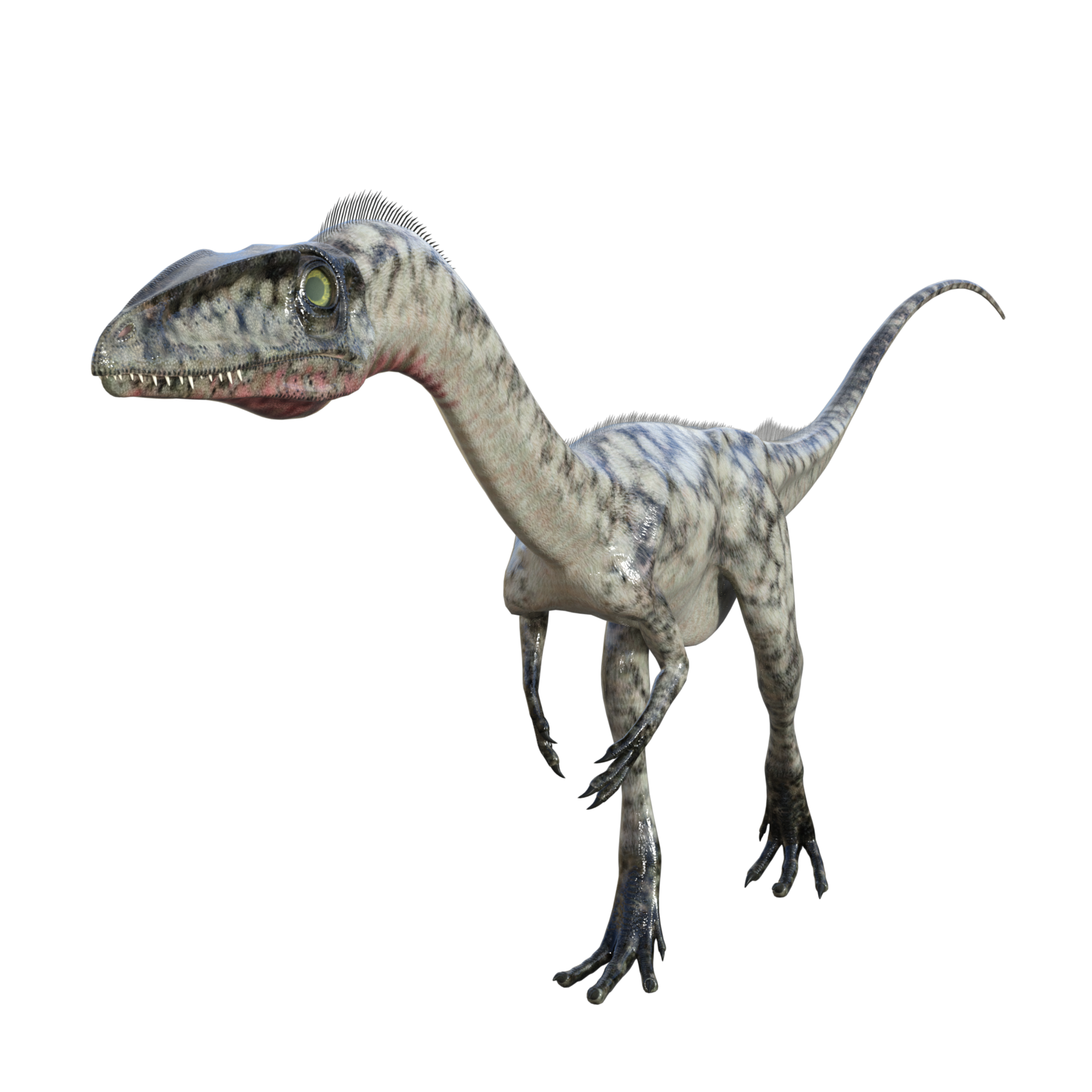 Coelophysis 03 Clipart - Dino Desenho - Png Download, clipart, png clipart