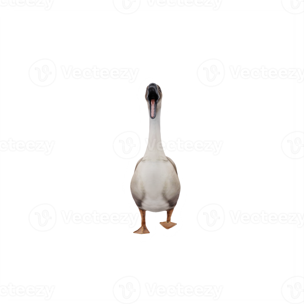 3d SWAN GOOSE isolated png