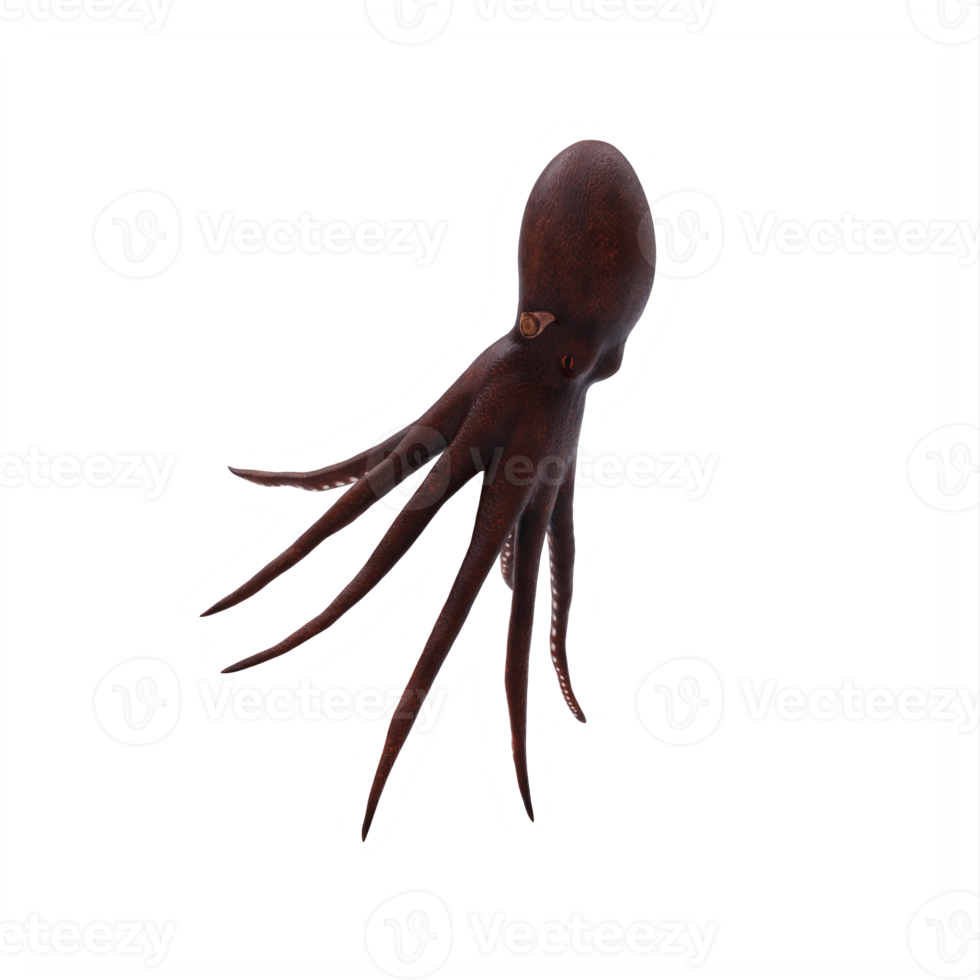 3d octopus isolated png