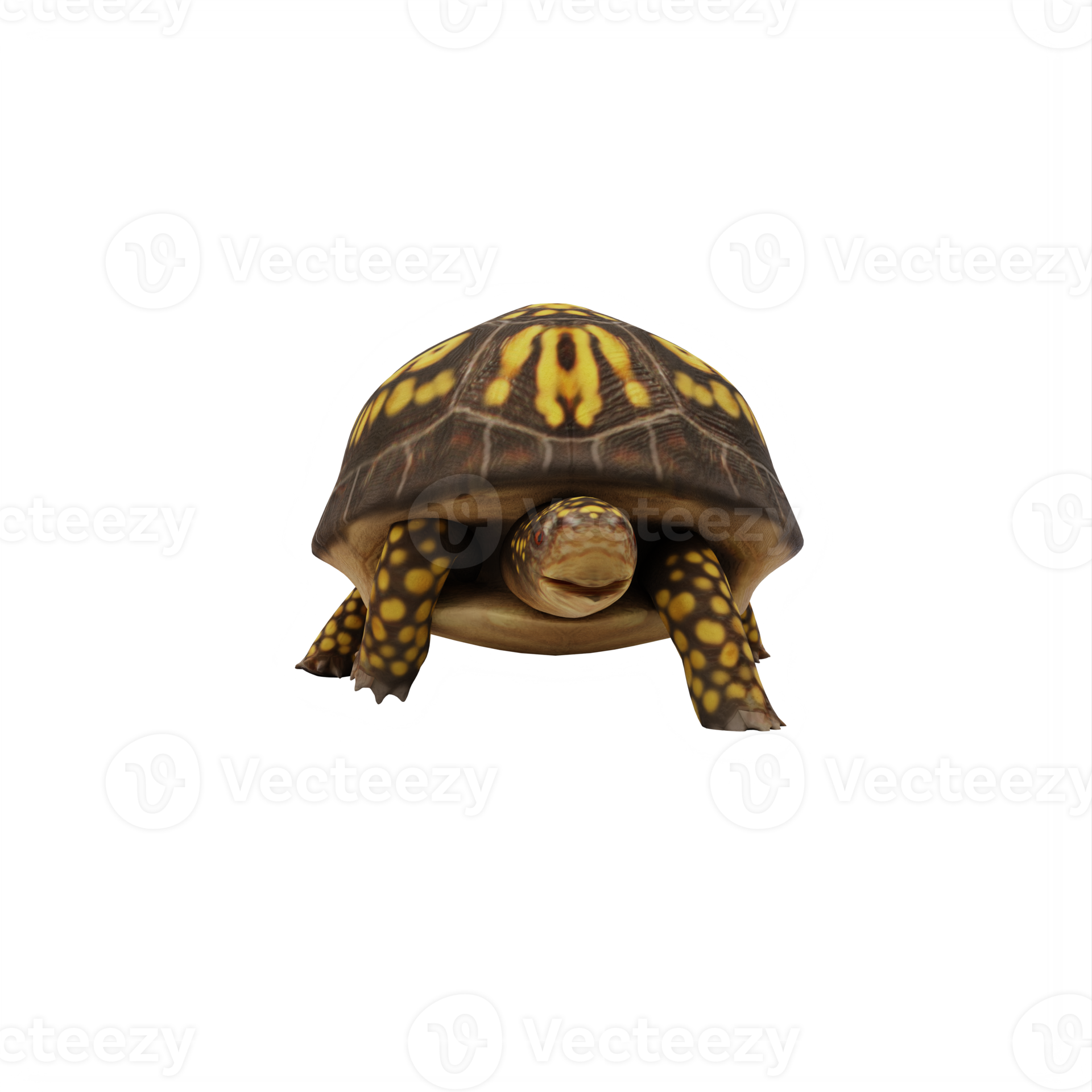 box-turtle-isolated-18875880-png