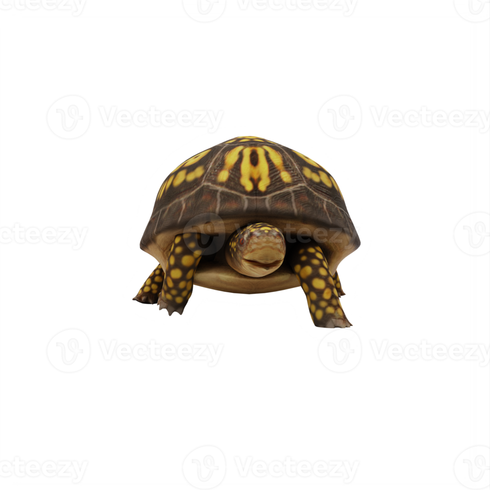 tortuga de caja aislada png