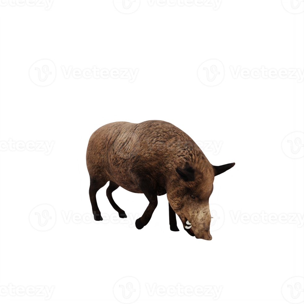 3d WILD BOAR isolated png