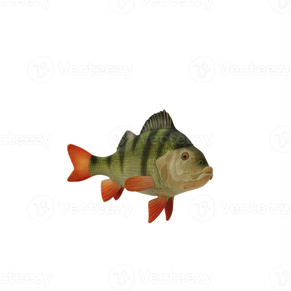 Perch fish isolated png