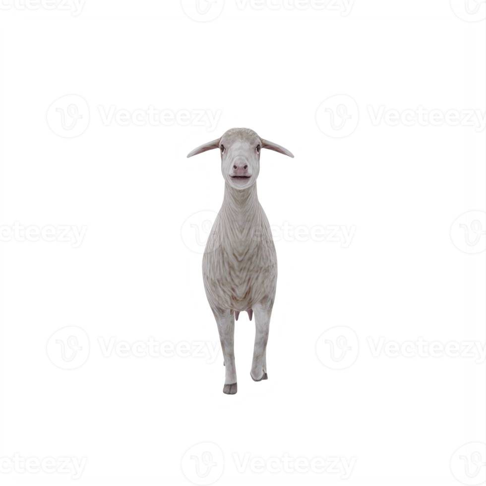 3d Domestic sheep isolated png