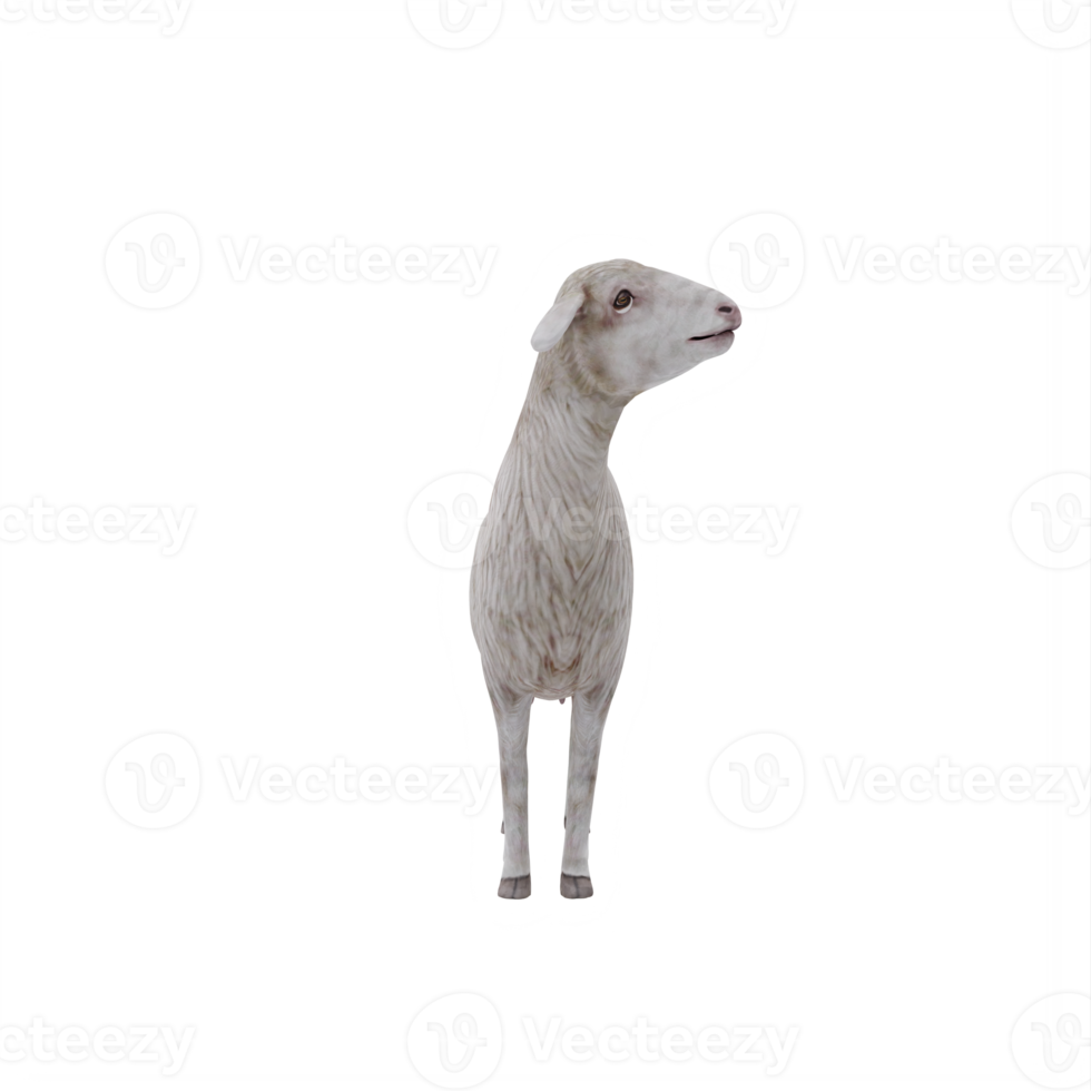 3d Domestic sheep isolated png