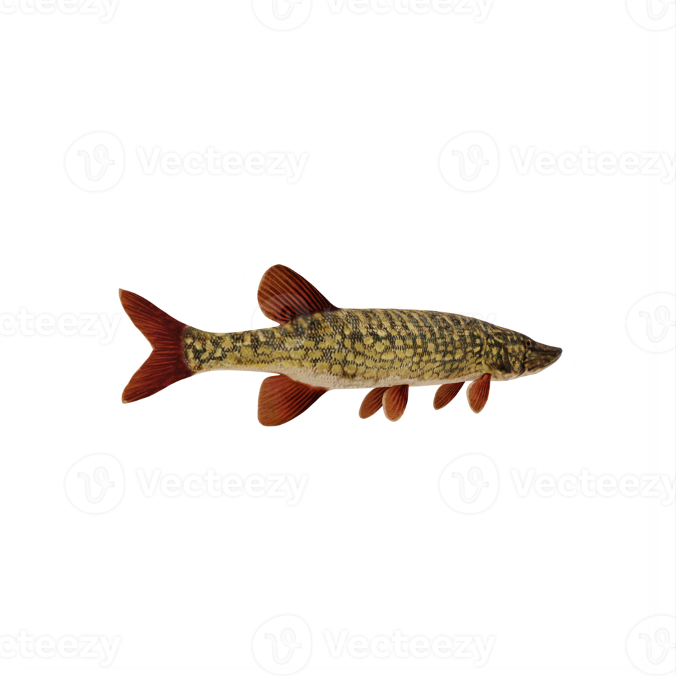 Pike fish isolated png