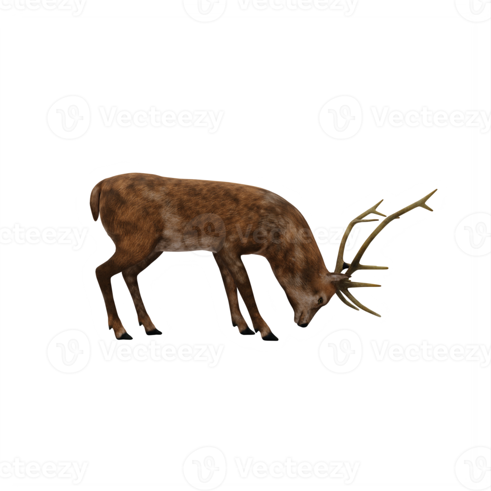 3d deer stag isolated png