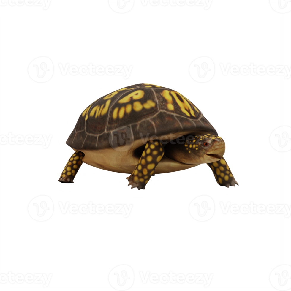 Dosenschildkröte isoliert png