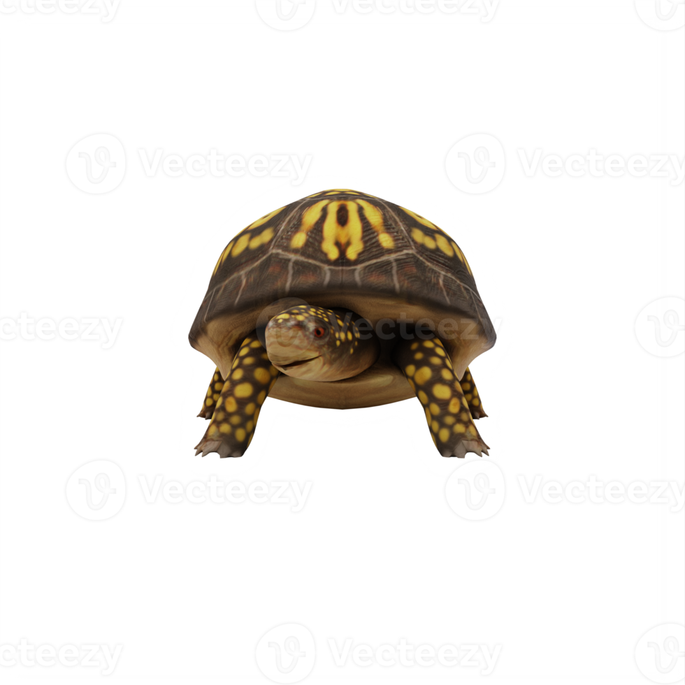 tortuga de caja aislada png