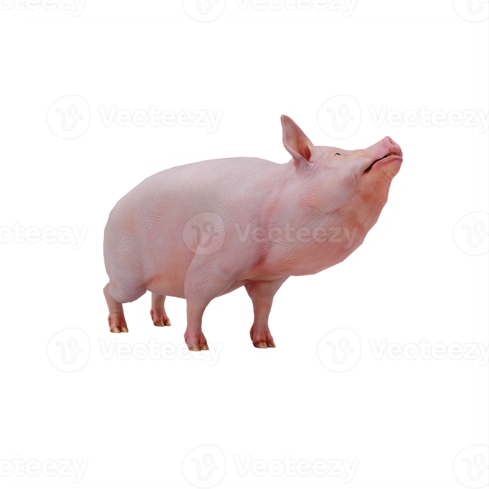 3d pig isolated png
