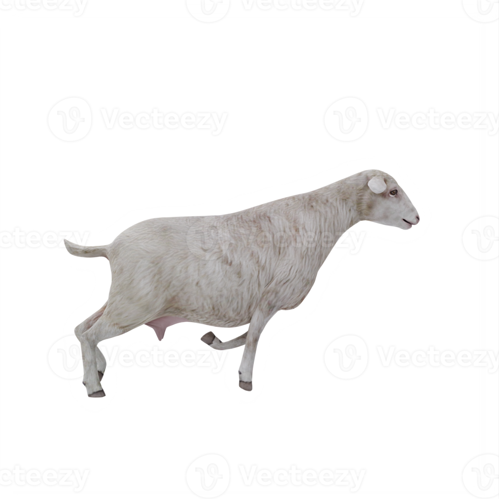 3d Domestic sheep isolated png