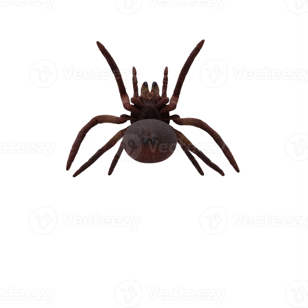 goliat birdeater tarántula theraphosa blondi png