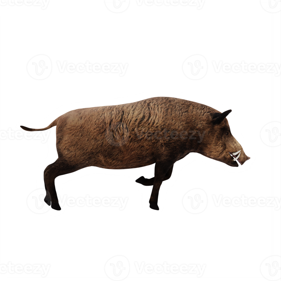 3d WILD BOAR isolated png