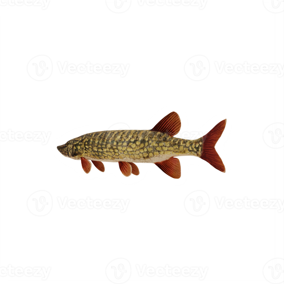 Pike fish isolated png