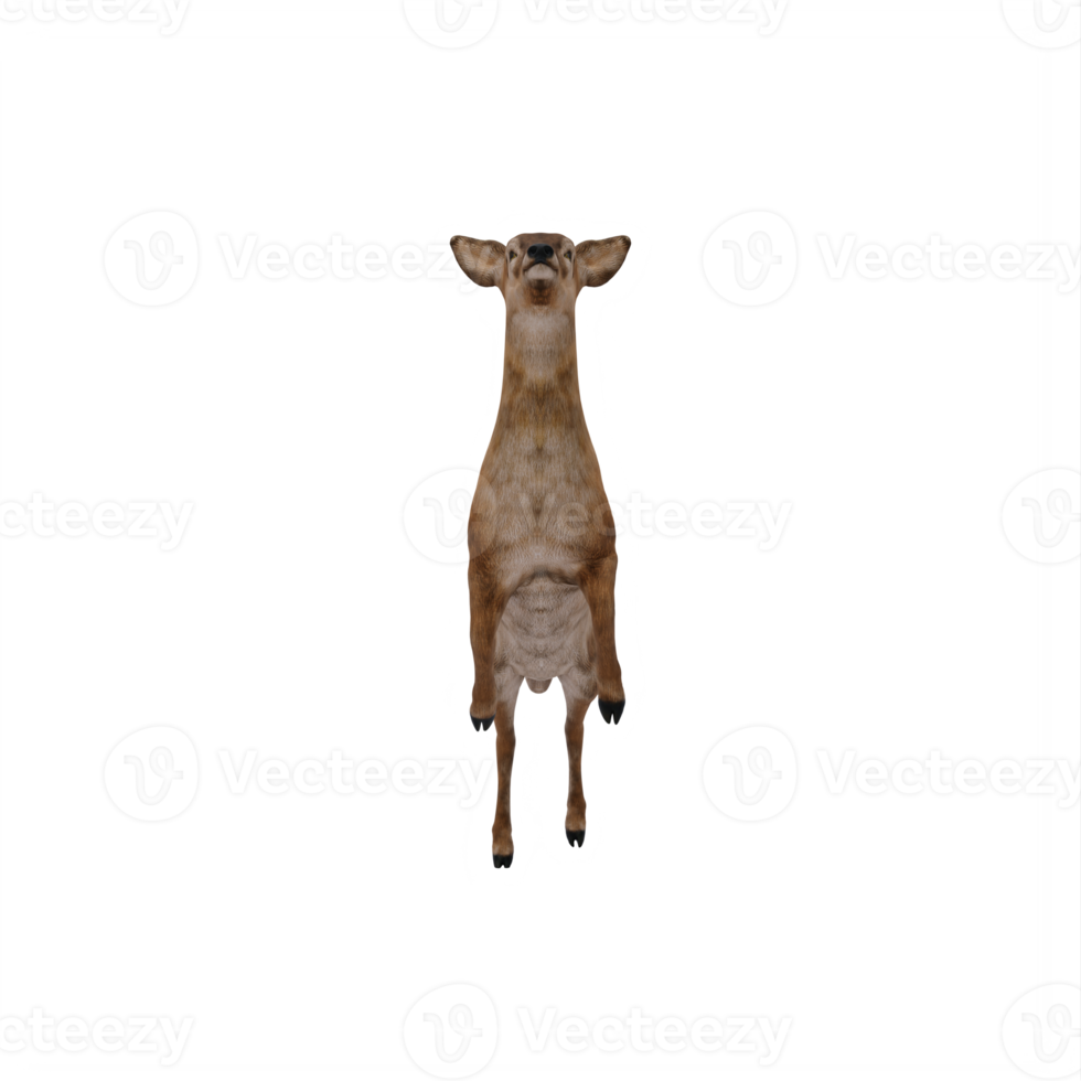 3d Doe isolated png