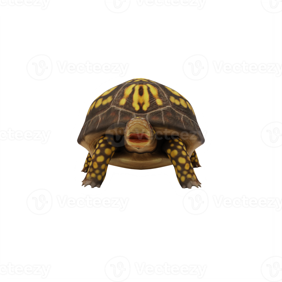 tortuga de caja aislada png