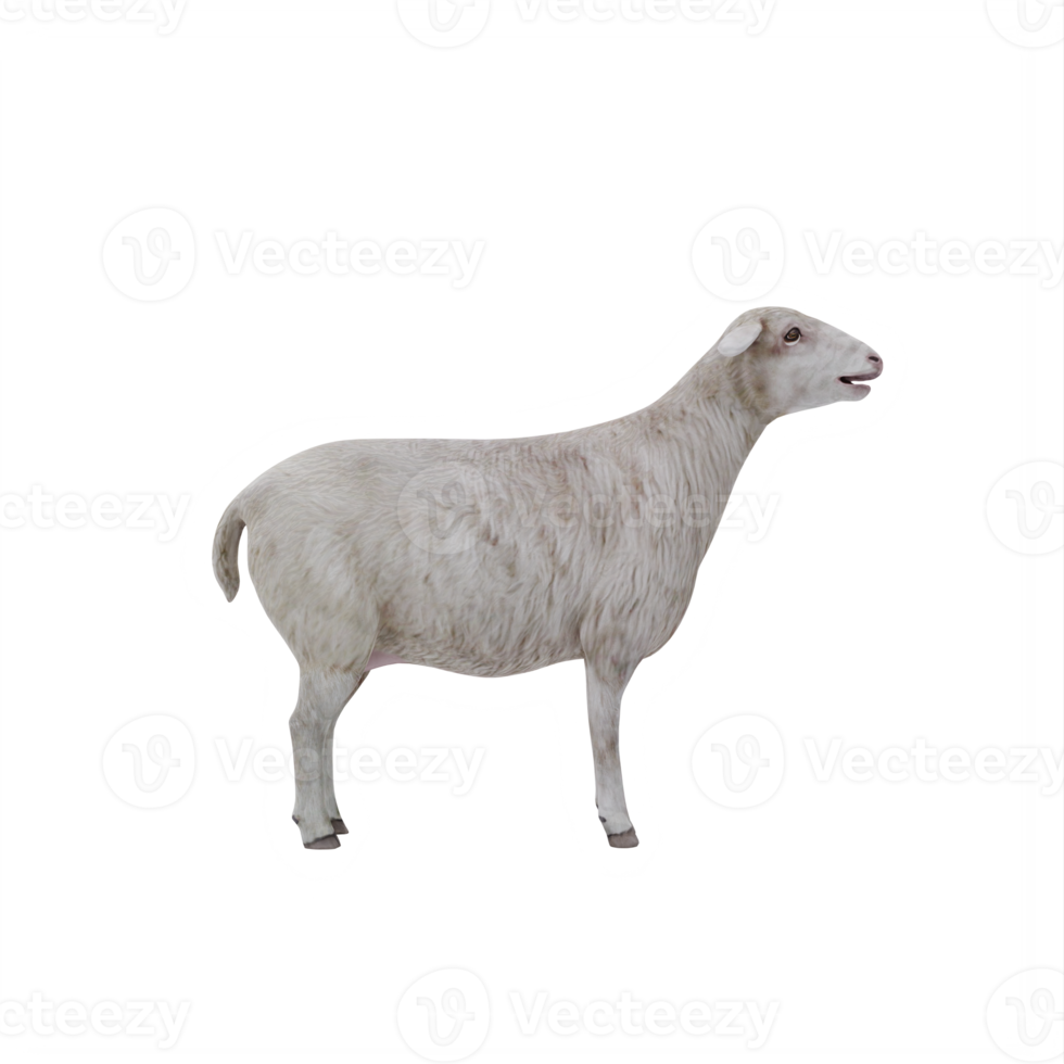3d Domestic sheep isolated png