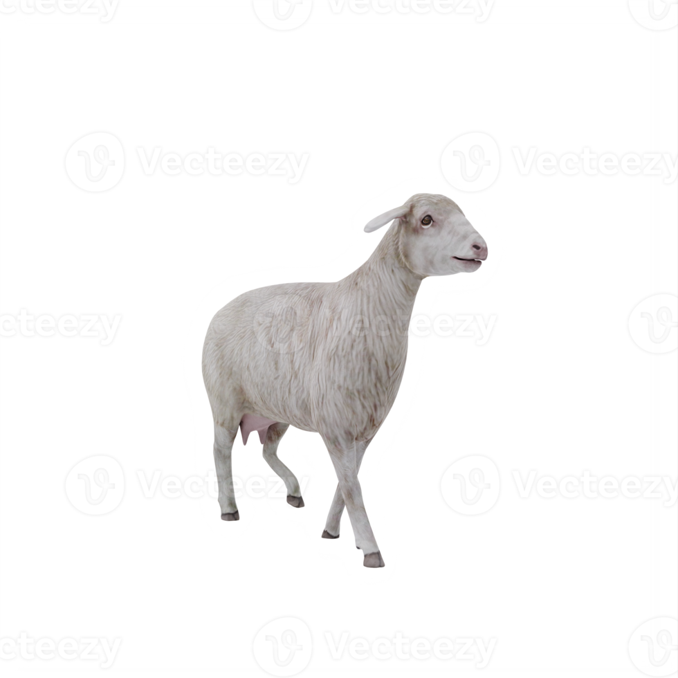 3d Domestic sheep isolated png