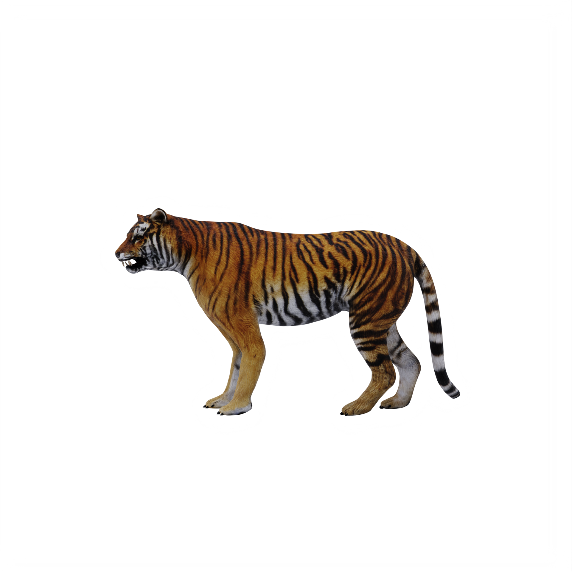 5,002 Tigre Images, Stock Photos, 3D objects, & Vectors