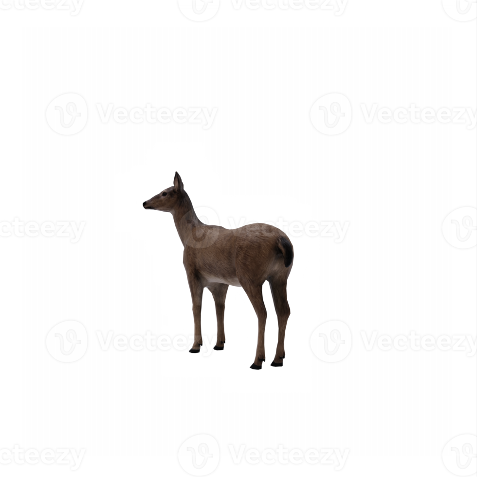 3d, cerf, femelle, isolé png