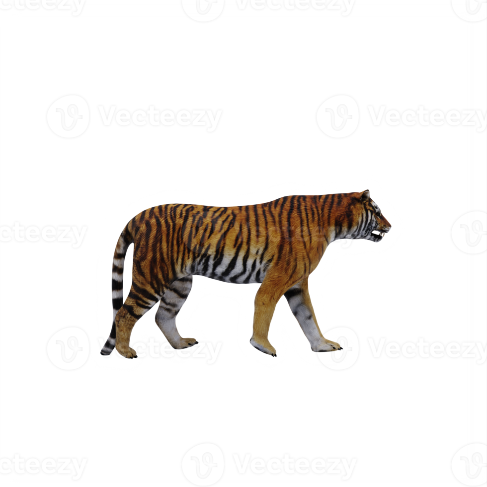 3d tigre isolato png