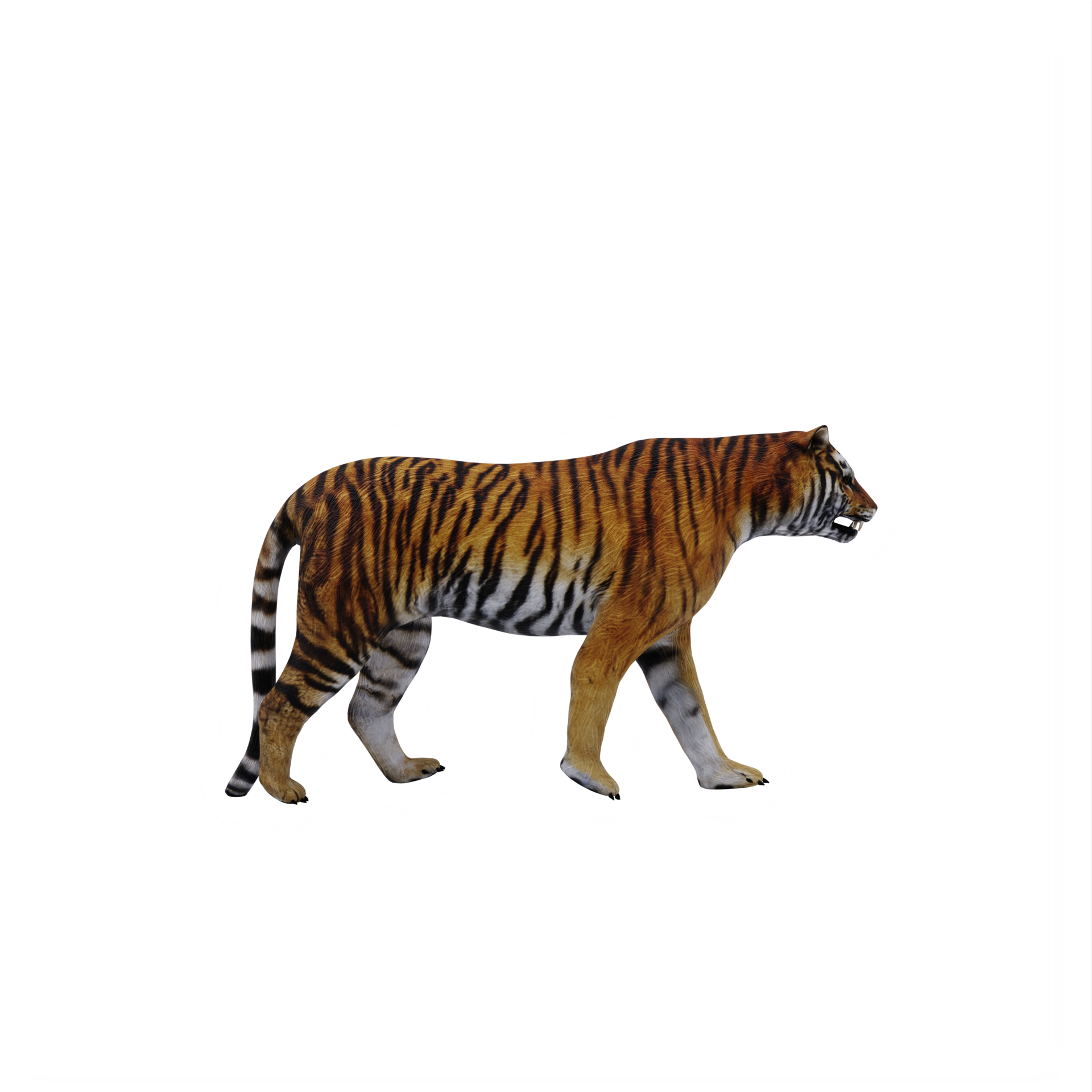 3d TIGER isolated 18875963 PNG