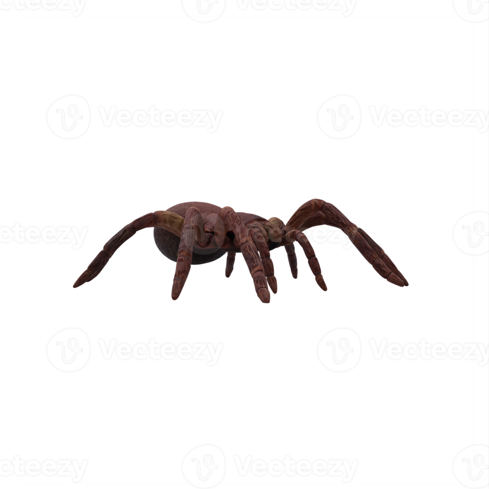 Goliath vogeleter tarantula theraphosa blondi png