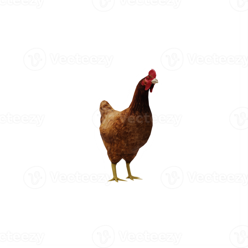 3d Chicken isolated png