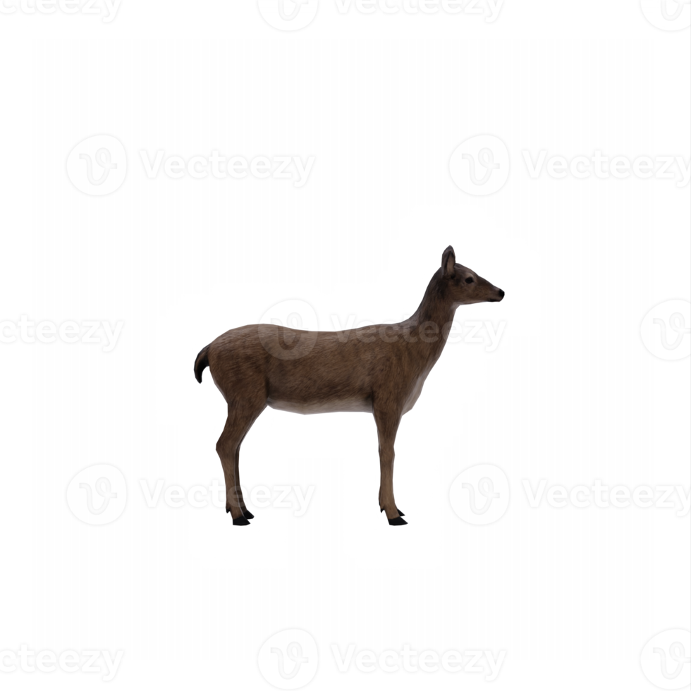 3d deer female isolated png