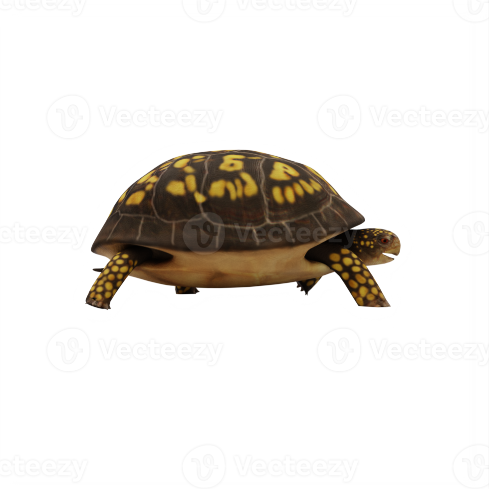 Box turtle isolated png