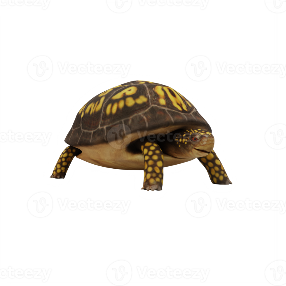 Dosenschildkröte isoliert png