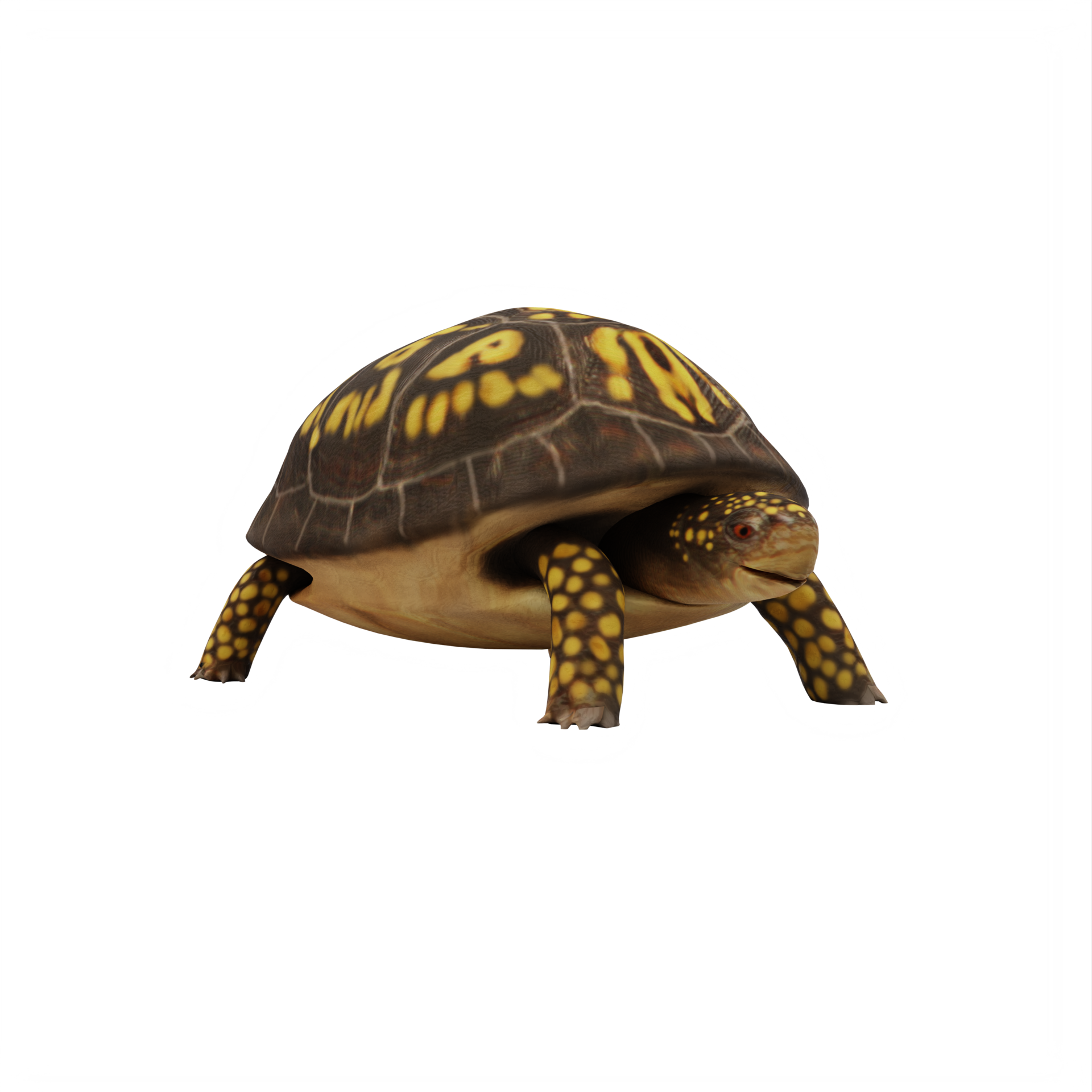 free-box-turtle-isolated-18875986-png-with-transparent-background