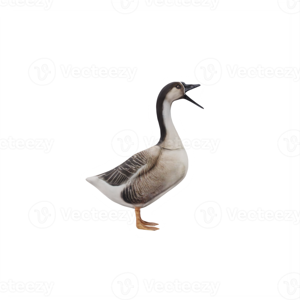 3d SWAN GOOSE isolated png